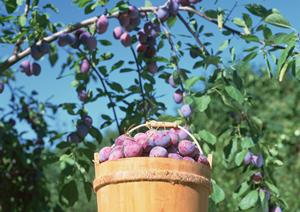 定番のスピリッツも信濃屋にあります